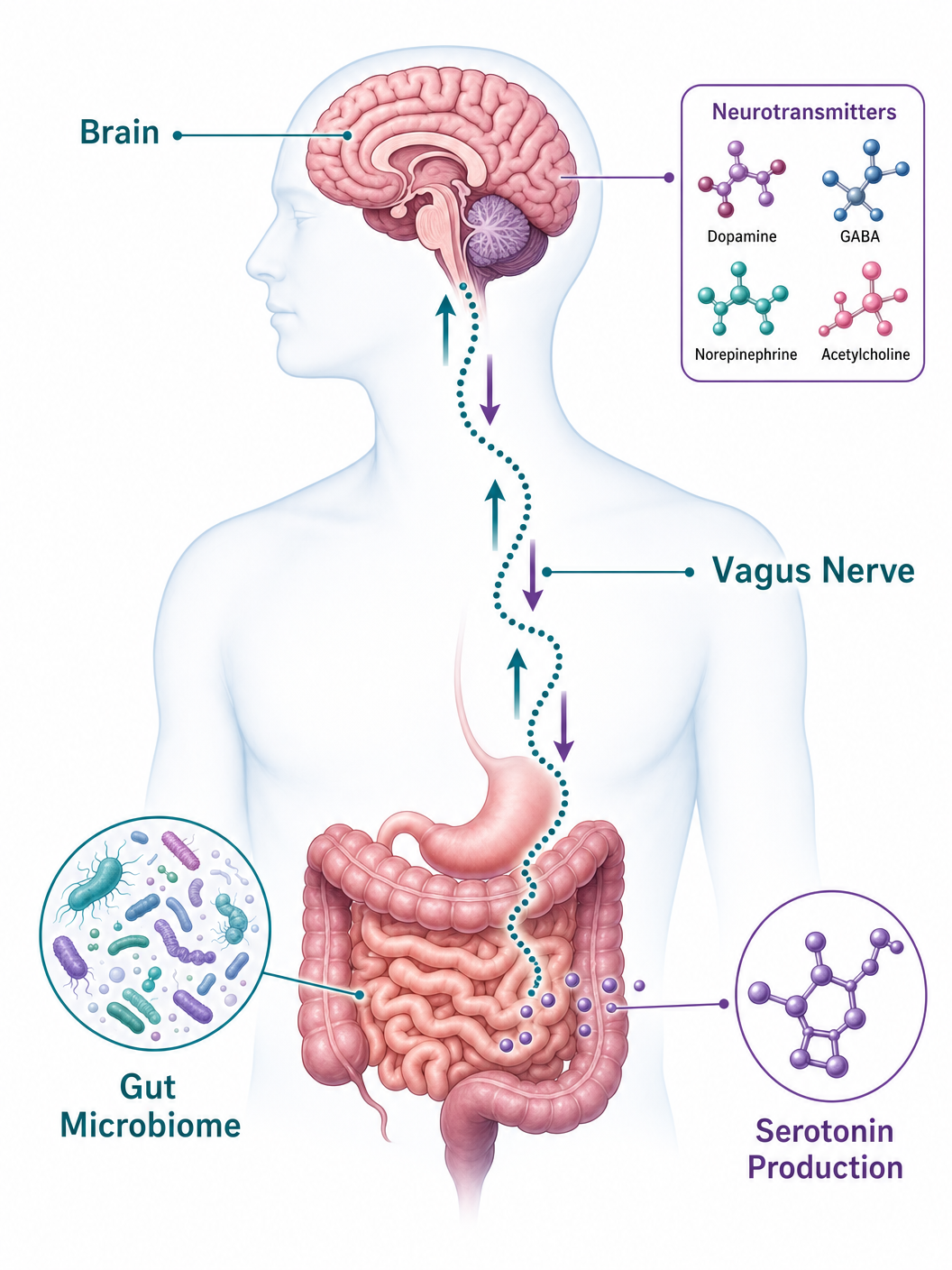 The Gut-Brain Axis and Autoimmunity